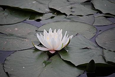 PC版有戏？《黄昏血族》版权为FromSoftware所有